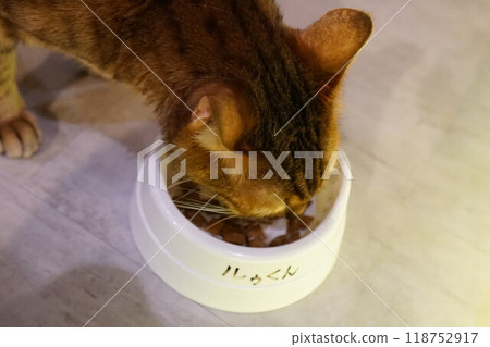 Cat eating food Cat eating food 118752917