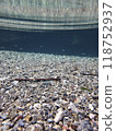 Fish swimming in clear water 118752937