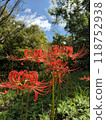 A cluster amaryllis that shines in the blue sky 118752938