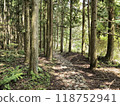 A small road in the spring greenery 118752941