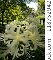 White cluster amaryllis 118752942