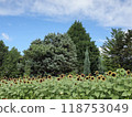 A lively sunflower that shines in the blue sky 118753049