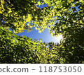 shining autumn leaves 118753050