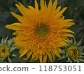 Yellow Sunflower Flower 118753051
