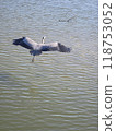 Flying heron 118753052