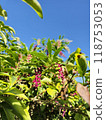 Pokeweed shining against the blue sky 118753053