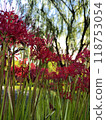 cluster spider lilies growing in clusters 118753054