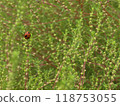 Kochia and Ladybirds 118753055
