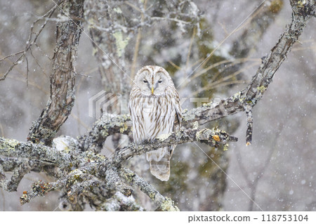 Owl in snowfall Owl in snowfall 118753104