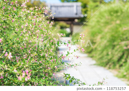 Enko Zenji Temple, bush clover in full bloom (Inazawa City, Aichi Prefecture) Enko Zenji Temple, bush clover in full bloom (Inazawa City, Aichi Prefecture) 118753257