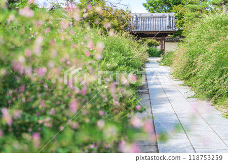 Enko Zenji Temple, bush clover in full bloom (Inazawa City, Aichi Prefecture) Enko Zenji Temple, bush clover in full bloom (Inazawa City, Aichi Prefecture) 118753259