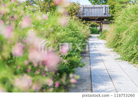 Enko Zenji Temple, bush clover in full bloom (Inazawa City, Aichi Prefecture) Enko Zenji Temple, bush clover in full bloom (Inazawa City, Aichi Prefecture) 118753260