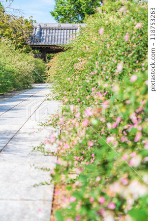 Enko Zenji Temple, bush clover in full bloom (Inazawa City, Aichi Prefecture) Enko Zenji Temple, bush clover in full bloom (Inazawa City, Aichi Prefecture) 118753263