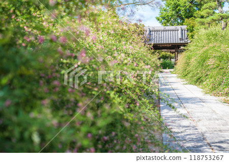 Enko Zenji Temple, bush clover in full bloom (Inazawa City, Aichi Prefecture) Enko Zenji Temple, bush clover in full bloom (Inazawa City, Aichi Prefecture) 118753267