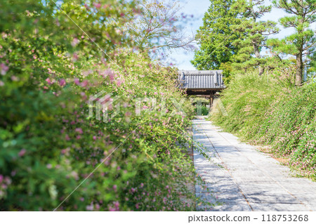 Enko Zenji Temple, bush clover in full bloom (Inazawa City, Aichi Prefecture) 118753268