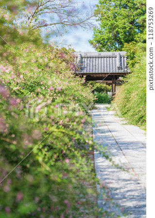 Enko Zenji Temple, bush clover in full bloom (Inazawa City, Aichi Prefecture) Enko Zenji Temple, bush clover in full bloom (Inazawa City, Aichi Prefecture) 118753269