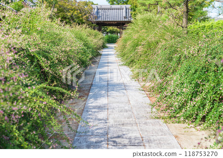 圓光禪寺、三葉草盛開(愛知縣稻澤市) 圓光禪寺、三葉草盛開(愛知縣稻澤市) 118753270
