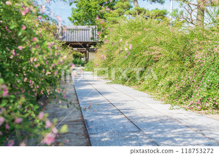 圓光禪寺、三葉草盛開（愛知縣稻澤市） 118753272
