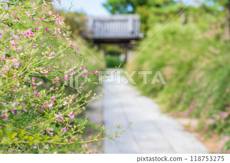 Enko Zenji Temple, bush clover in full bloom (Inazawa City, Aichi Prefecture) 118753275