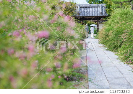 圓光禪寺、三葉草盛開（愛知縣稻澤市） 118753283