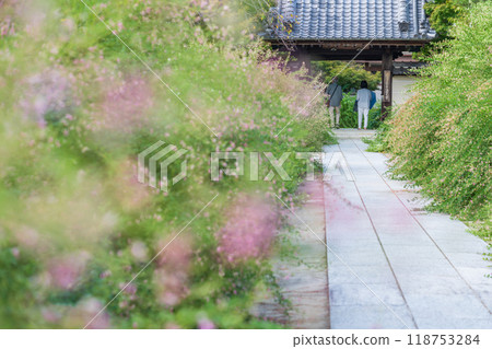 圓光禪寺、三葉草盛開(愛知縣稻澤市) 圓光禪寺、三葉草盛開(愛知縣稻澤市) 118753284