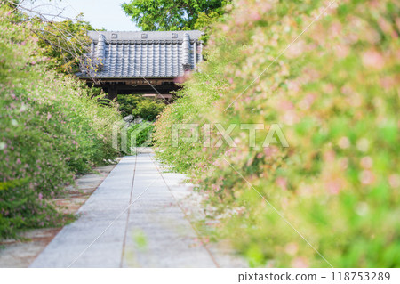 Enko Zenji Temple, bush clover in full bloom (Inazawa City, Aichi Prefecture) Enko Zenji Temple, bush clover in full bloom (Inazawa City, Aichi Prefecture) 118753289
