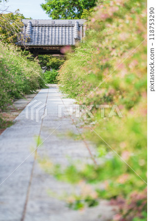 圓光禪寺、三葉草盛開（愛知縣稻澤市） 118753290