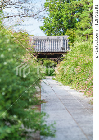 圓光禪寺、三葉草盛開（愛知縣稻澤市） 118753291