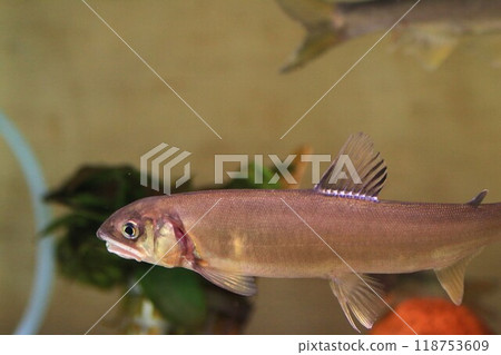 Ayu swimming in an aquarium Ayu swimming in an aquarium 118753609