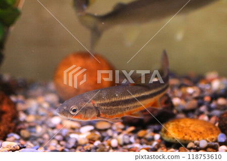 A Japanese dace swimming in an aquarium A Japanese dace swimming in an aquarium 118753610