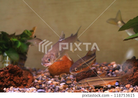 香魚在水族箱裡游泳 118753615