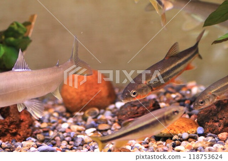 日本鯪魚在水族館裡游泳 118753624