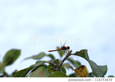 Red dragonfly resting its wings Red dragonfly resting its wings 118753639