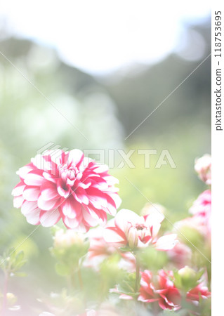 Dahlia flowers are blooming softly 118753695