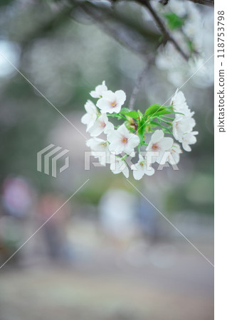 櫻桃樹 櫻桃樹 118753798