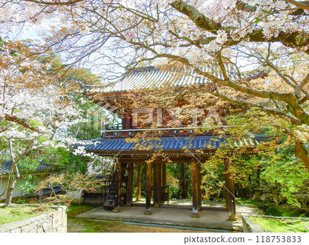 高山寺地區的下關櫻花和山門的觀光景點 高山寺地區的下關櫻花和山門的觀光景點 118753833