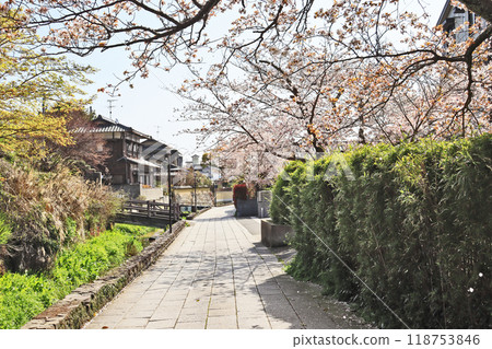 Popular tourist spot in Shimonoseki City: Chofu Dangu River and cherry blossoms Popular tourist spot in Shimonoseki City: Chofu Dangu River and cherry blossoms 118753846