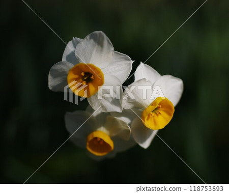 Japanese daffodil with white petals and yellow crown in winter garden Japanese daffodil with white petals and yellow crown in winter garden 118753893
