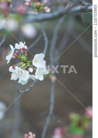 Cherry Blossoms	 118753905