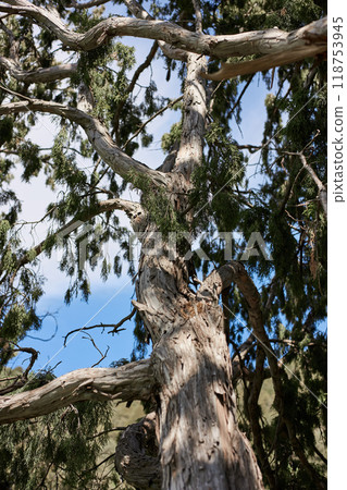 tall coniferous tree standing majestically against a clear blue sky tall coniferous tree standing majestically against a clear blue sky 118753945
