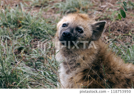 Close up portrait spotted hyena looking at camera, animal in natural habitat, South Africa Close up portrait spotted hyena looking at camera, animal in natural habitat, South Africa 118753950