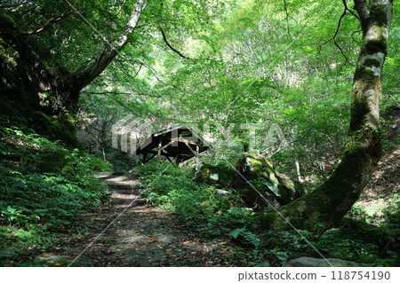 Walking along the mountain trail of Tendaki Valley [National Park, Top 100 Forests for Forest Bathing] / Ikadachi, Oya-cho, Yabu City, Hyogo Prefecture 118754190