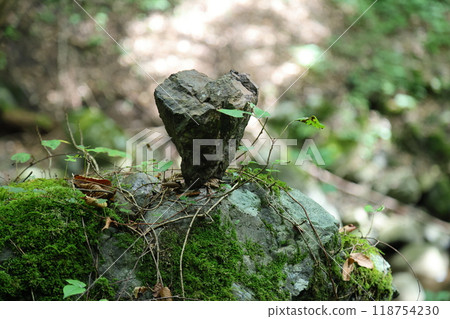 Walking along the mountain trail of Tendaki Valley [National Park, Top 100 Forests for Forest Bathing] / Ikadachi, Oya-cho, Yabu City, Hyogo Prefecture 118754230
