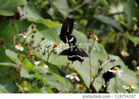 沖繩縣國頭村山原森林的白尾燕尾蝶群 沖繩縣國頭村山原森林的白尾燕尾蝶群 118754287