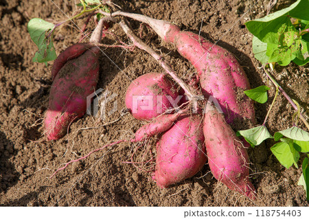 紅東的收穫 紅東的收穫 118754403