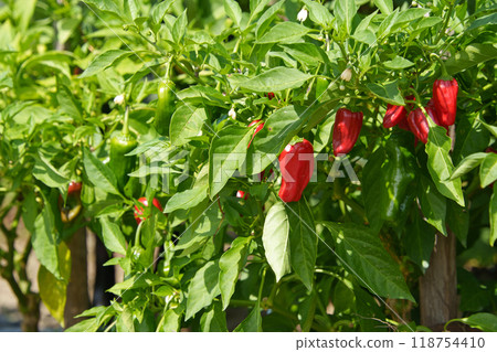 Red peppers in the home garden Red peppers in the home garden 118754410