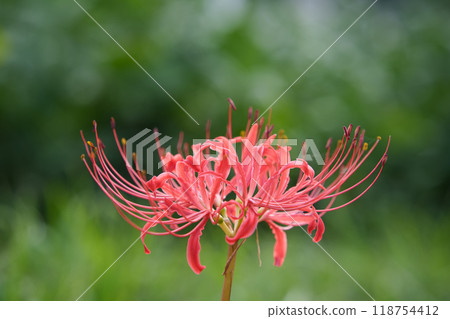 A cluster amaryllis A cluster amaryllis 118754412