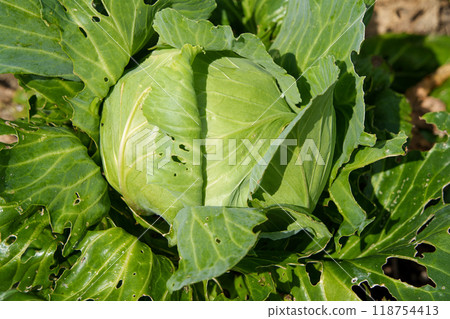 Cabbage Home garden Cabbage Home garden 118754413