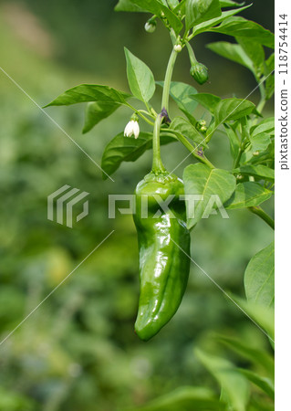 Green pepper family vegetable garden Green pepper family vegetable garden 118754414