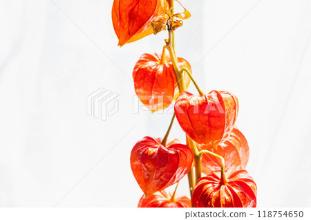 地面櫻桃 118754650